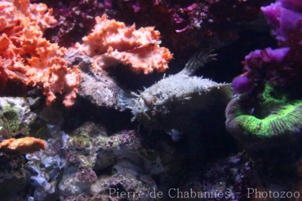 Three-spot frogfish