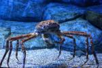 Japanese spider crab