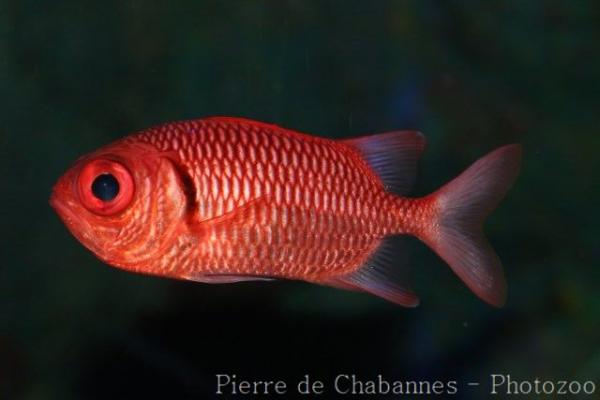 Brick soldierfish
