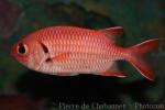 Blotcheye soldierfish