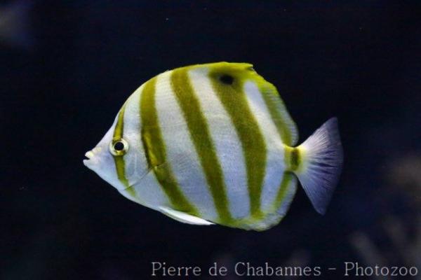 Sixspine butterflyfish