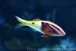 Bicolor goatfish