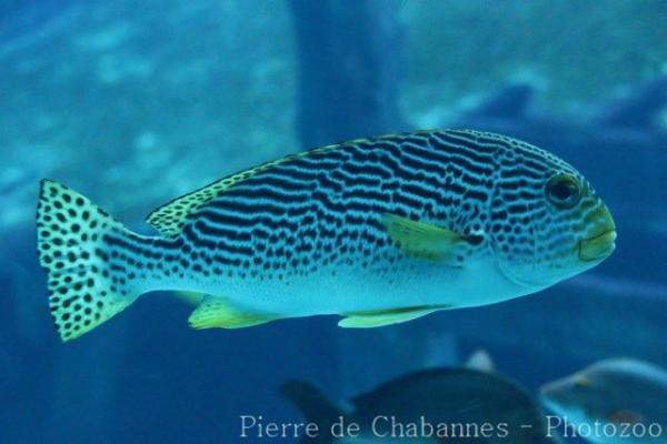 Yellowbanded sweetlips