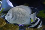 Grey angelfish