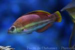 Redband wrasse