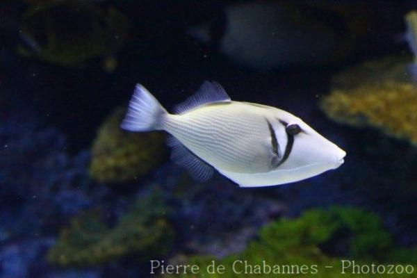 Boomerang triggerfish