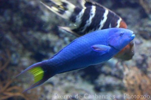 Moon wrasse