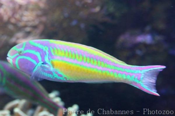 Fivestripe wrasse