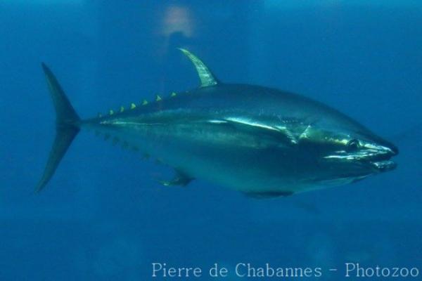 Yellowfin tuna