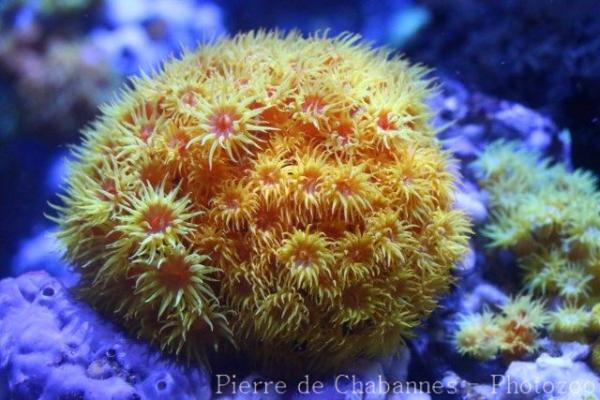 Orange sun coral