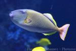 Redtail triggerfish