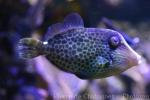 Honeycomb filefish