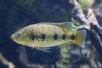 Banded jewel cichlid