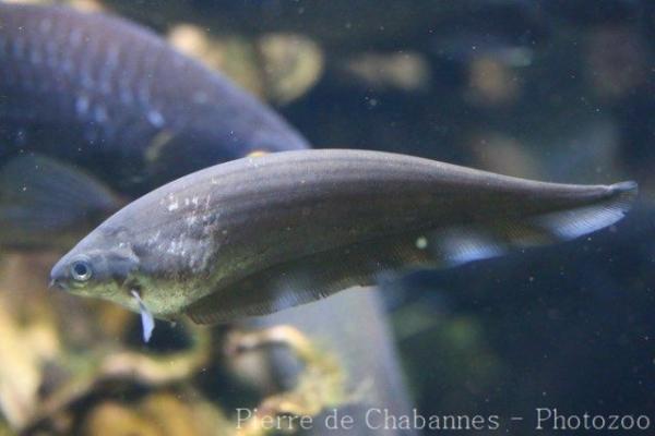 African knifefish