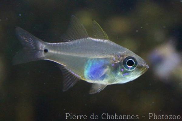 Fragile cardinalfish