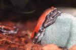 West-African rubber frog