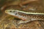 Madagascar girdled lizard