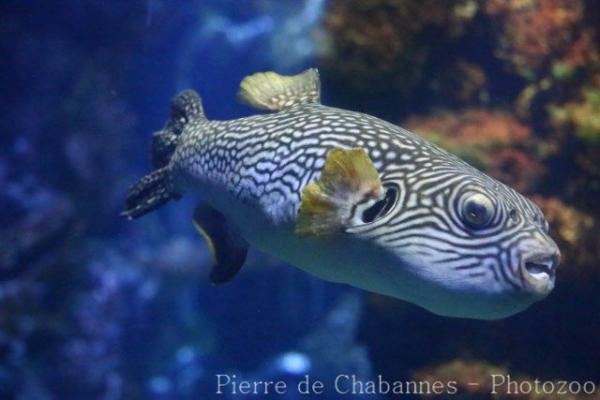 Reticulated pufferfish