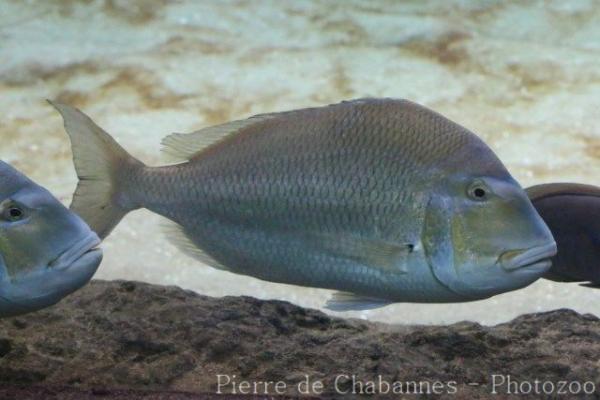 Sheepshead porgy