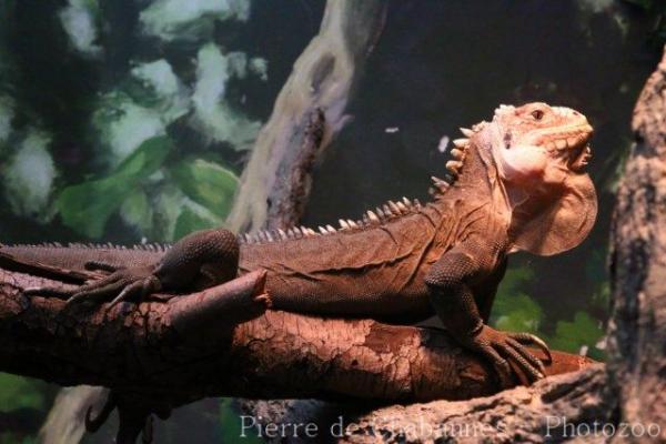 Lesser Antillean iguana