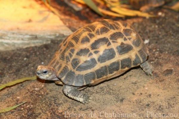 Spider Tortoise