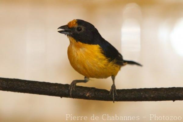 Violaceous euphonia