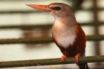 Grey-headed kingfisher