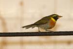 Guira tanager