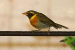 Guira tanager