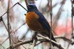 Rufous-bellied niltava