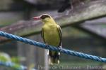 African golden oriole