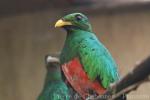 Golden-headed quetzal