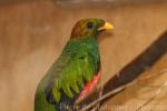 Golden-headed quetzal