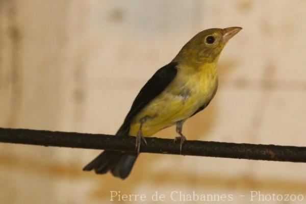 Scarlet tanager