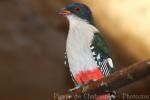 Cuban trogon