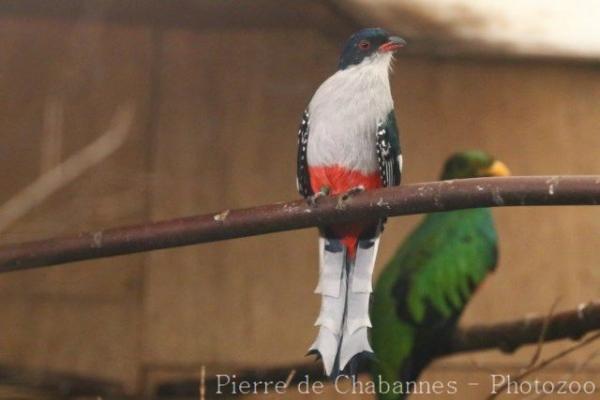 Cuban trogon