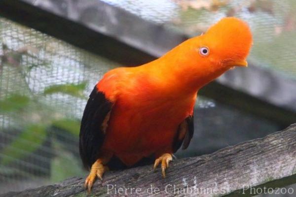 Andean cock-of-the-rock