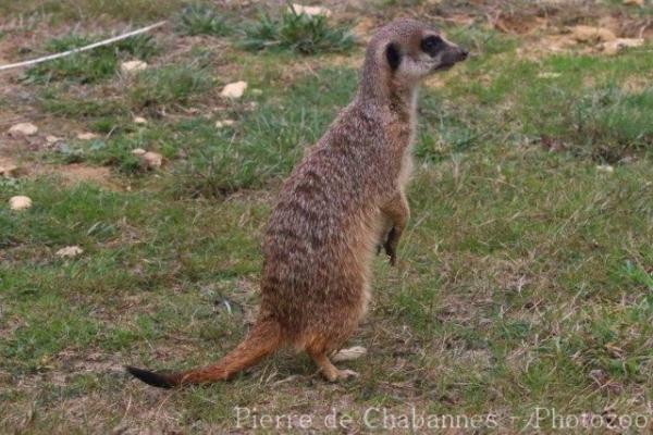 Slender-tailed meerkat
