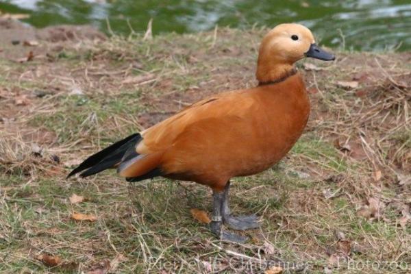 Ruddy shelduck