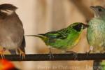 Green-and-gold tanager