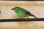 Yellow-bellied tanager