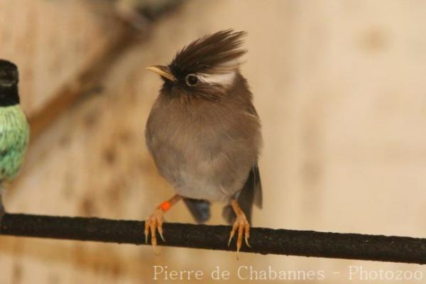 White-collared yuhina