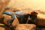 Kenyan rock agama