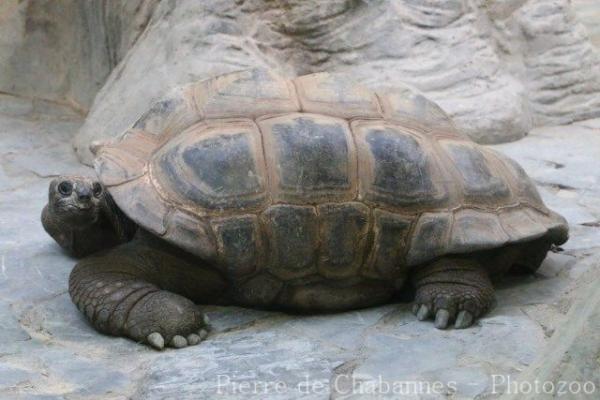 Aldabra giant tortoise