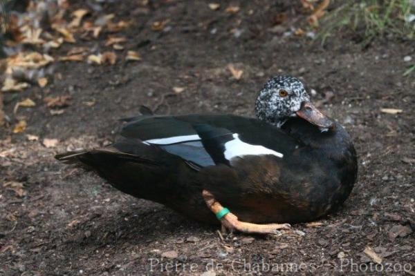 White-winged duck