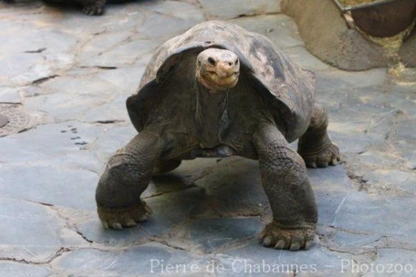 Duncan Island Giant Tortoise