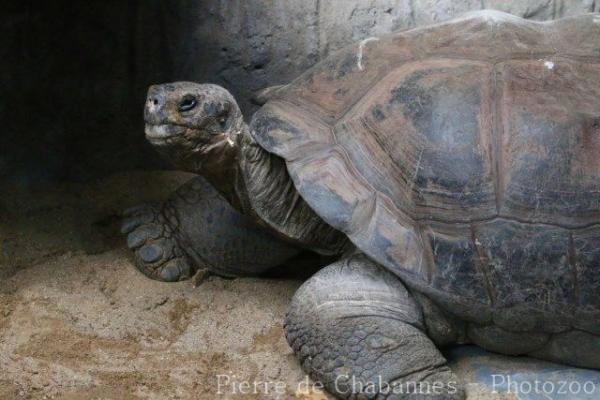 Indefatigable Island Tortoise