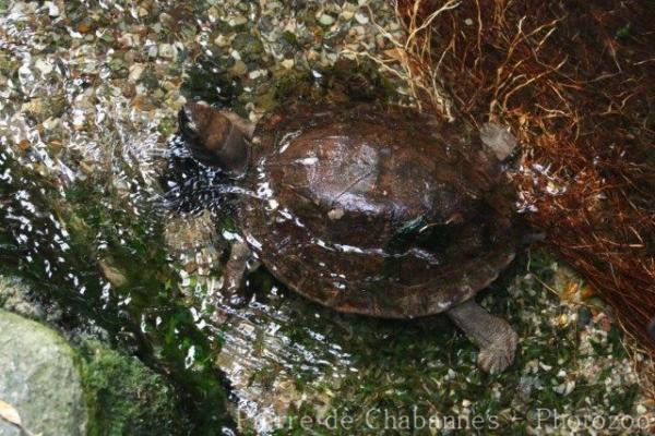 Enigmatic leaf turtle