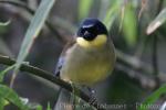 Blue-crowned laughingthrush