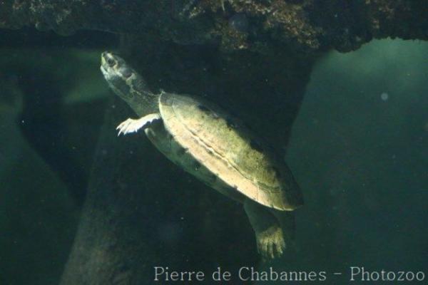 Brahminy river turtle